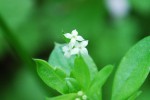 20150426ヨツバムグラ	四葉葎	Galium trachyspermum	5～6月